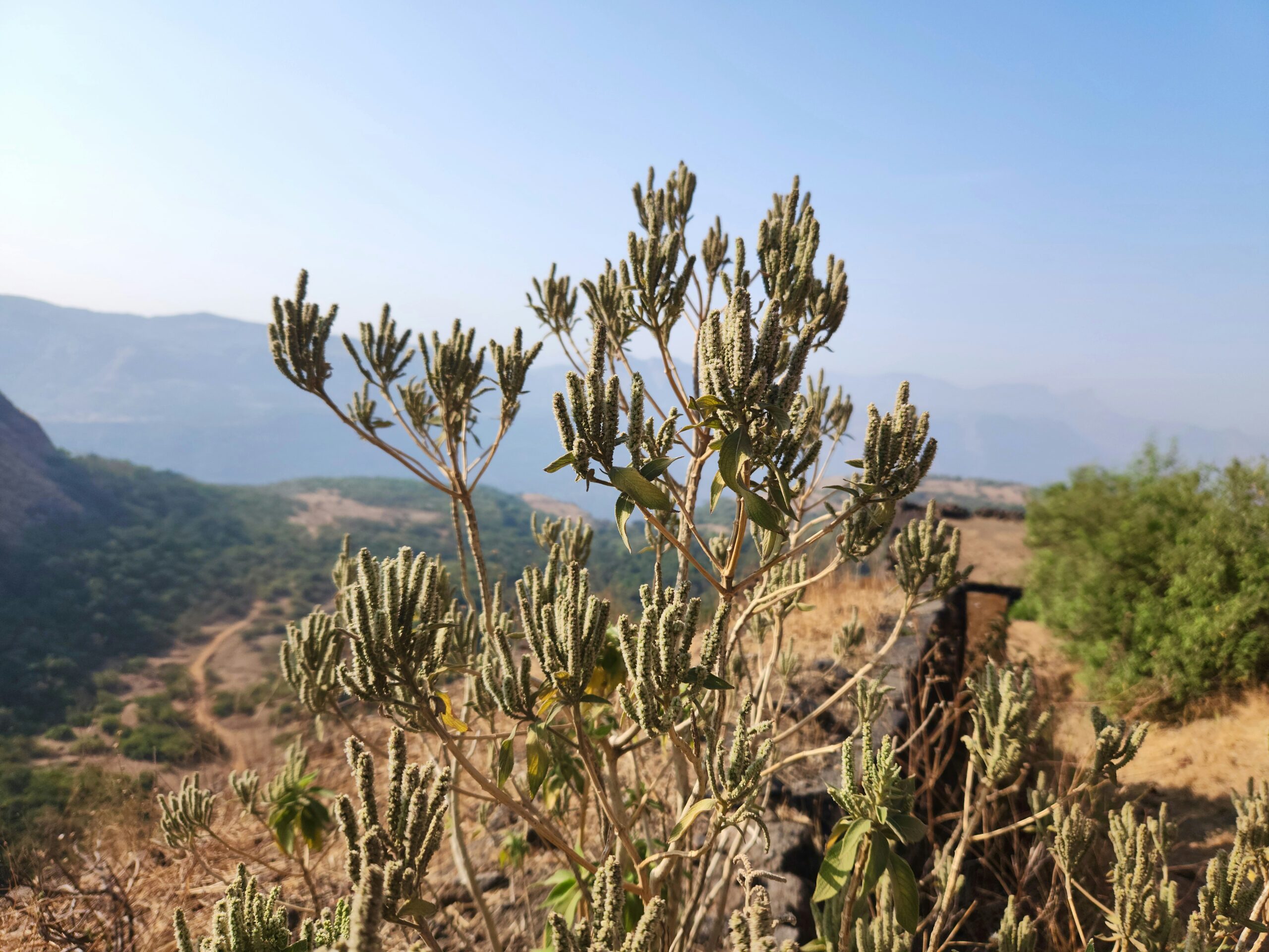 a cactus plant in the foreground with mountains in the background