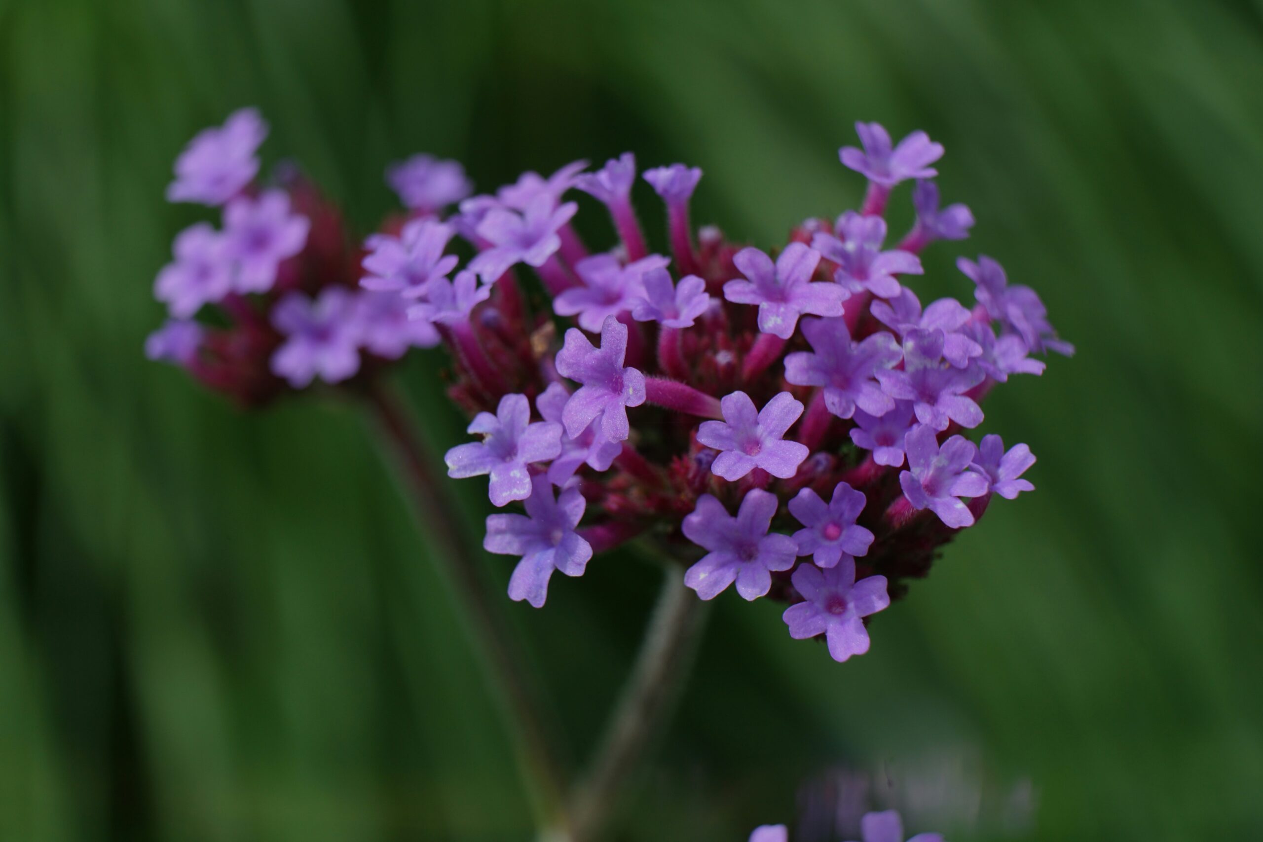 a close up of purple flowers