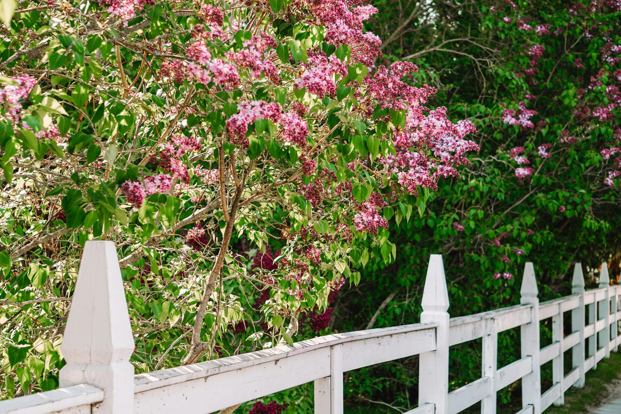 a white picket fence with pink flowers on it